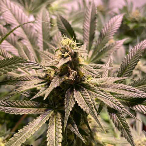Mochalope growlog timeline photo