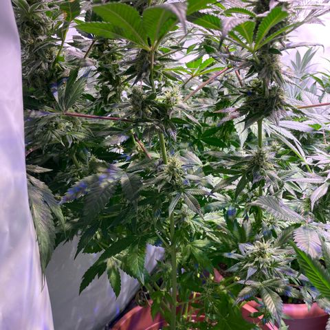 Mochalope growlog timeline photo