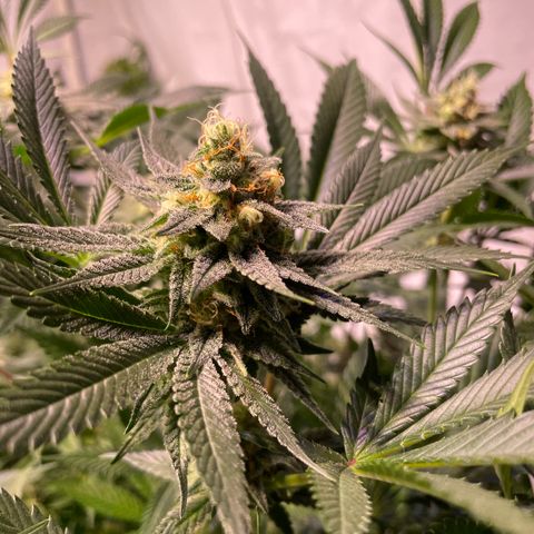 Purple Lemonade FF growlog timeline photo