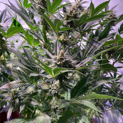 Purple Lemonade FF growlog timeline photo