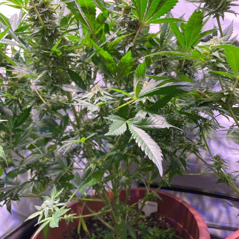 Sour Diesel growlog timeline photo
