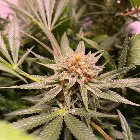 Sour Diesel growlog timeline photo