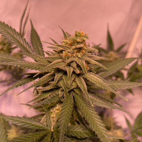 Rucu Cucu  growlog timeline photo