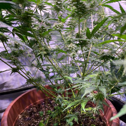 Rucu Cucu  growlog timeline photo