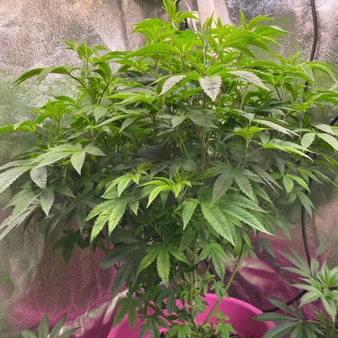 Pink Rozay growlog timeline photo
