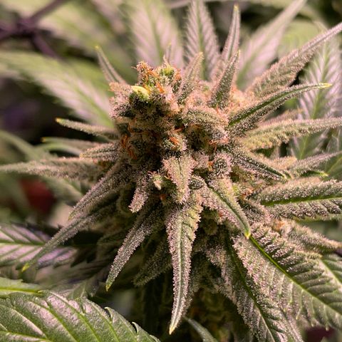 Rucu Cucu  growlog timeline photo