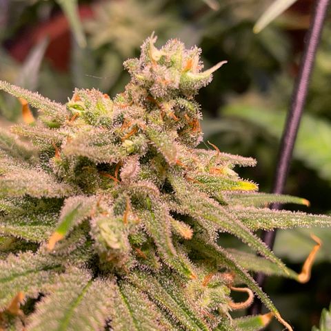 Rucu Cucu  growlog timeline photo