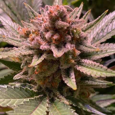 Sour Diesel growlog timeline photo