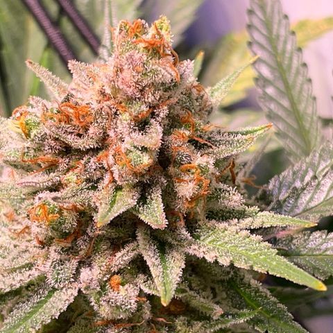 Sour Diesel growlog timeline photo