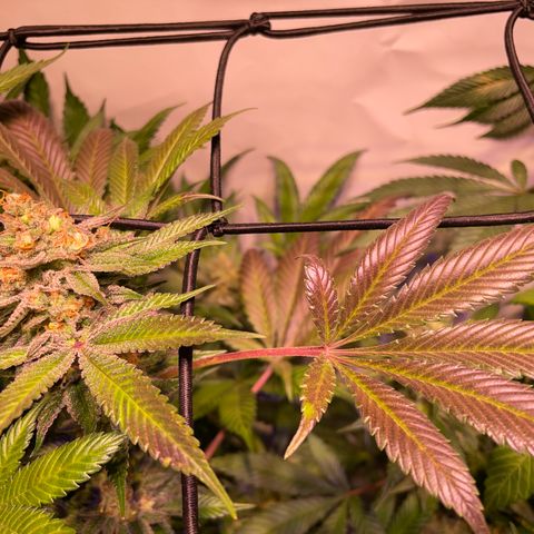 Purple Lemonade FF growlog timeline photo