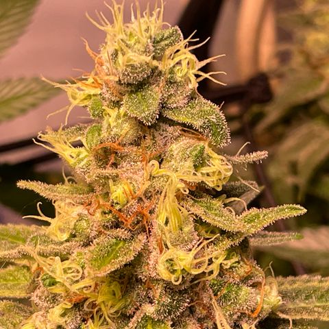Mochalope growlog timeline photo