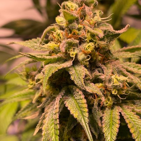 Mochalope growlog timeline photo