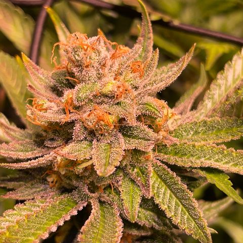 Purple Lemonade FF growlog timeline photo