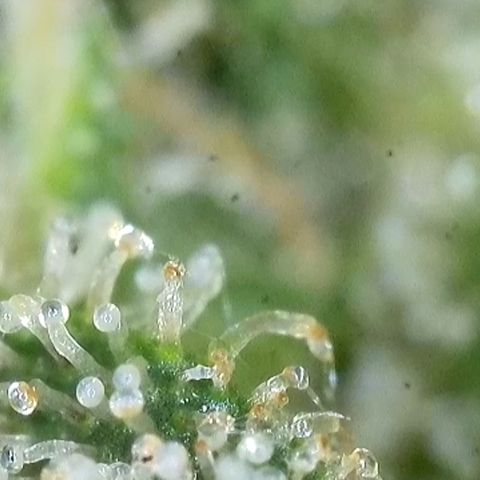 Sour Diesel growlog timeline photo