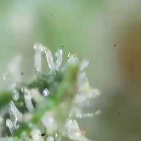 Sour Diesel growlog timeline photo