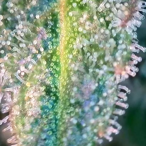 Sour Diesel growlog timeline photo