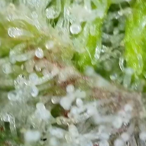 Sour Diesel growlog timeline photo