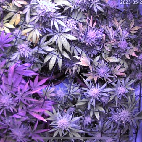 Mochalope growlog timeline photo