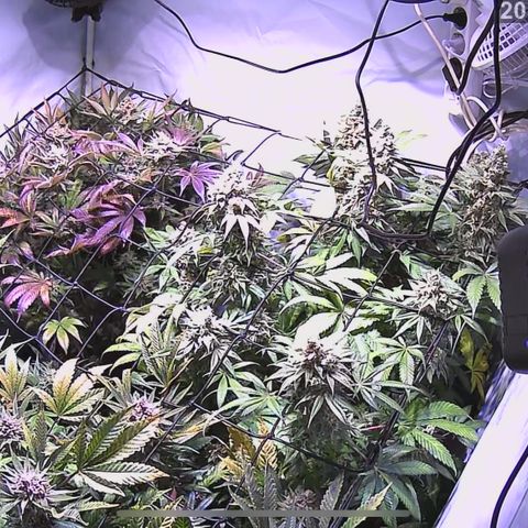 Mochalope growlog timeline photo