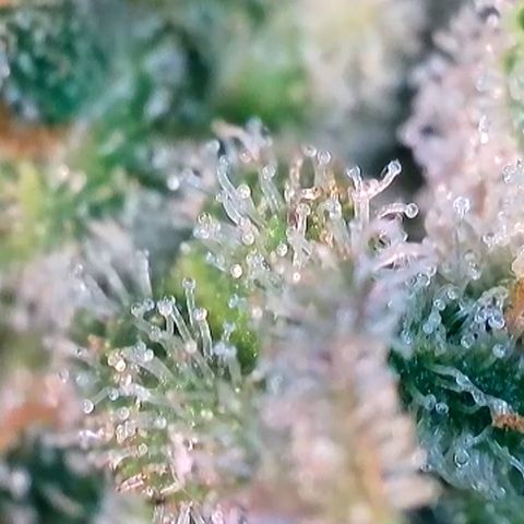 Rucu Cucu  growlog timeline photo