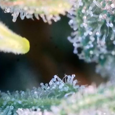 Mochalope growlog timeline photo