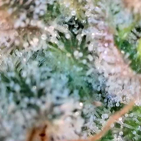 Purple Lemonade FF growlog timeline photo
