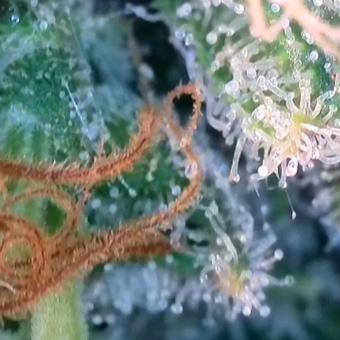 Mochalope growlog timeline photo