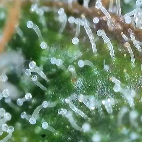 Purple Lemonade FF growlog timeline photo