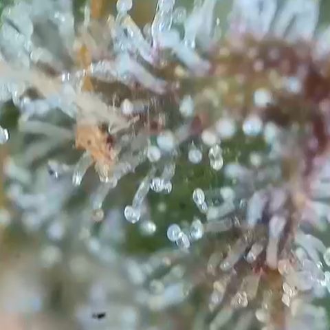 Purple Lemonade FF growlog timeline photo