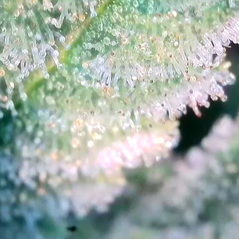 Rucu Cucu  growlog timeline photo