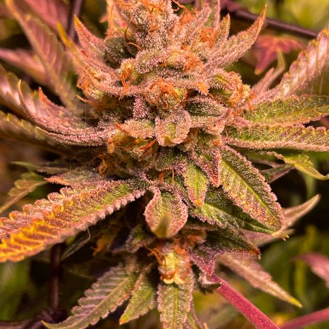 Purple Lemonade FF growlog timeline photo