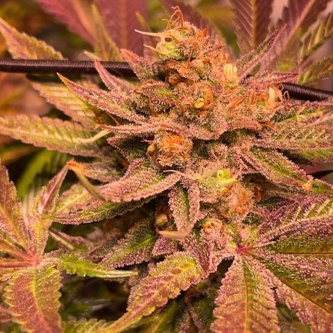 Purple Lemonade FF growlog timeline photo