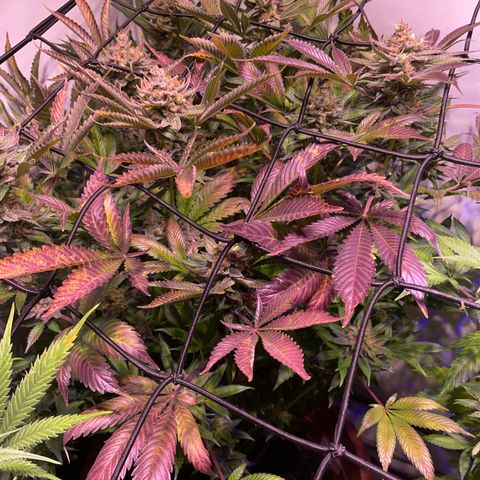 Purple Lemonade FF growlog timeline photo