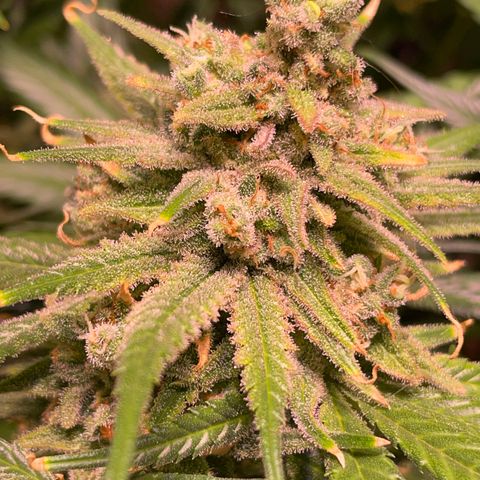 Rucu Cucu  growlog timeline photo