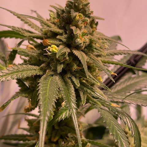 Rucu Cucu  growlog timeline photo