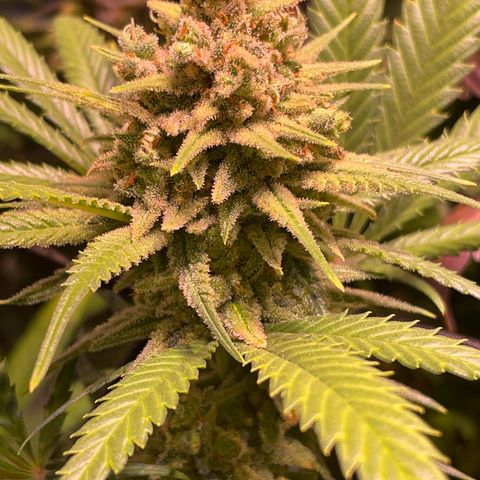 Rucu Cucu  growlog timeline photo