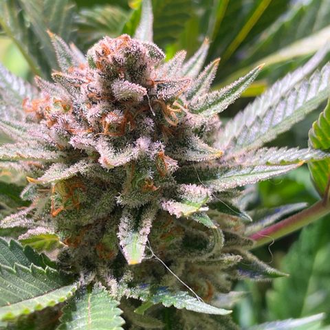 Sour Diesel growlog timeline photo