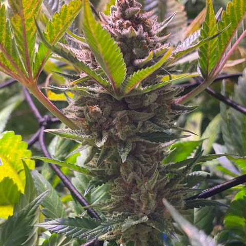 Sour Diesel growlog timeline photo