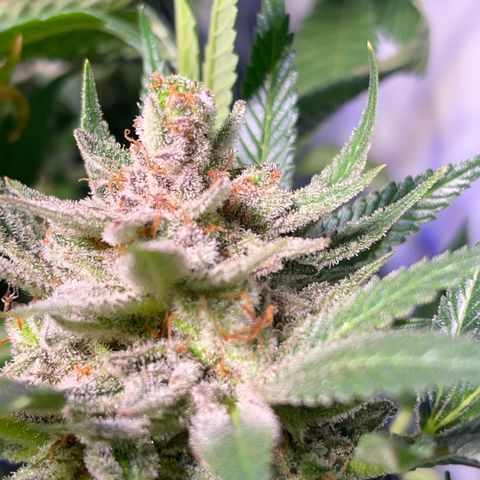 Sour Diesel growlog timeline photo