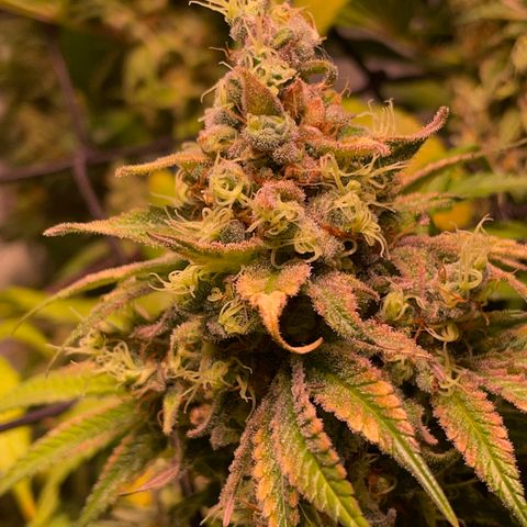Mochalope growlog timeline photo
