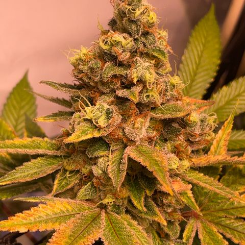 Mochalope growlog timeline photo