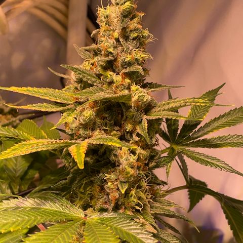 Mochalope growlog timeline photo