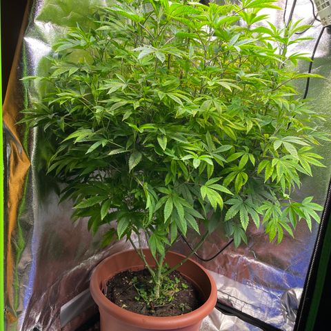 Pink Rozay growlog photo: Ca 65cm