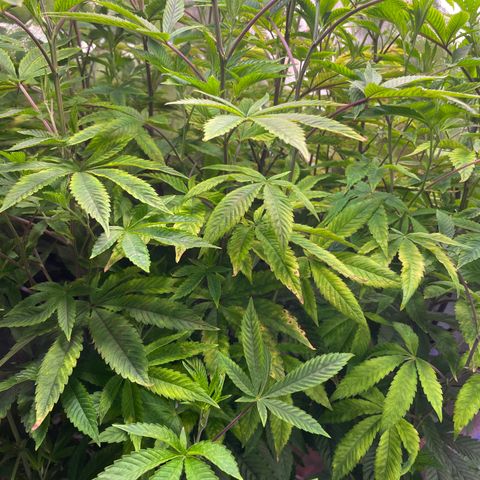 Pink Rozay growlog photo: Ca 65cm