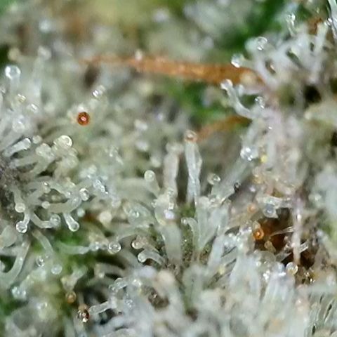 Sour Diesel growlog timeline photo
