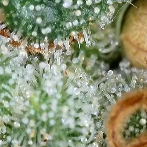Mochalope growlog timeline photo