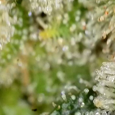 Rucu Cucu  growlog timeline photo