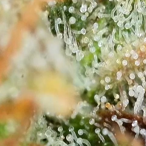 Purple Lemonade FF growlog timeline photo