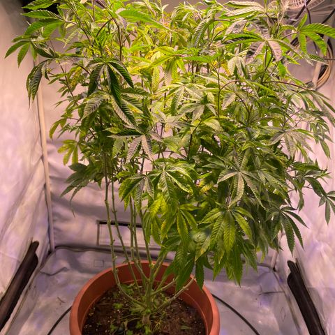 Pink Rozay growlog photo: Vor dem Ausdünnen