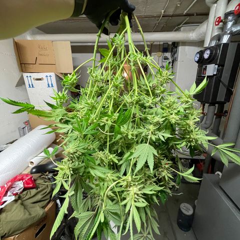 Sour Diesel growlog photo: Pflanze steht in destilliertem Wasser bis sie tot ist. 